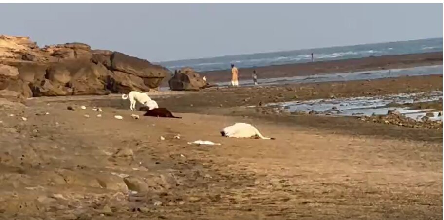 (عکس) ساحل قشم پر از گوسفند مُرده شد!