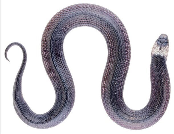 مار خاکستری با ظاهری عجیب