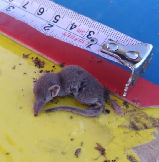 (عکس) یک گونۀ نایاب جانوری در لرستان شناسایی شد