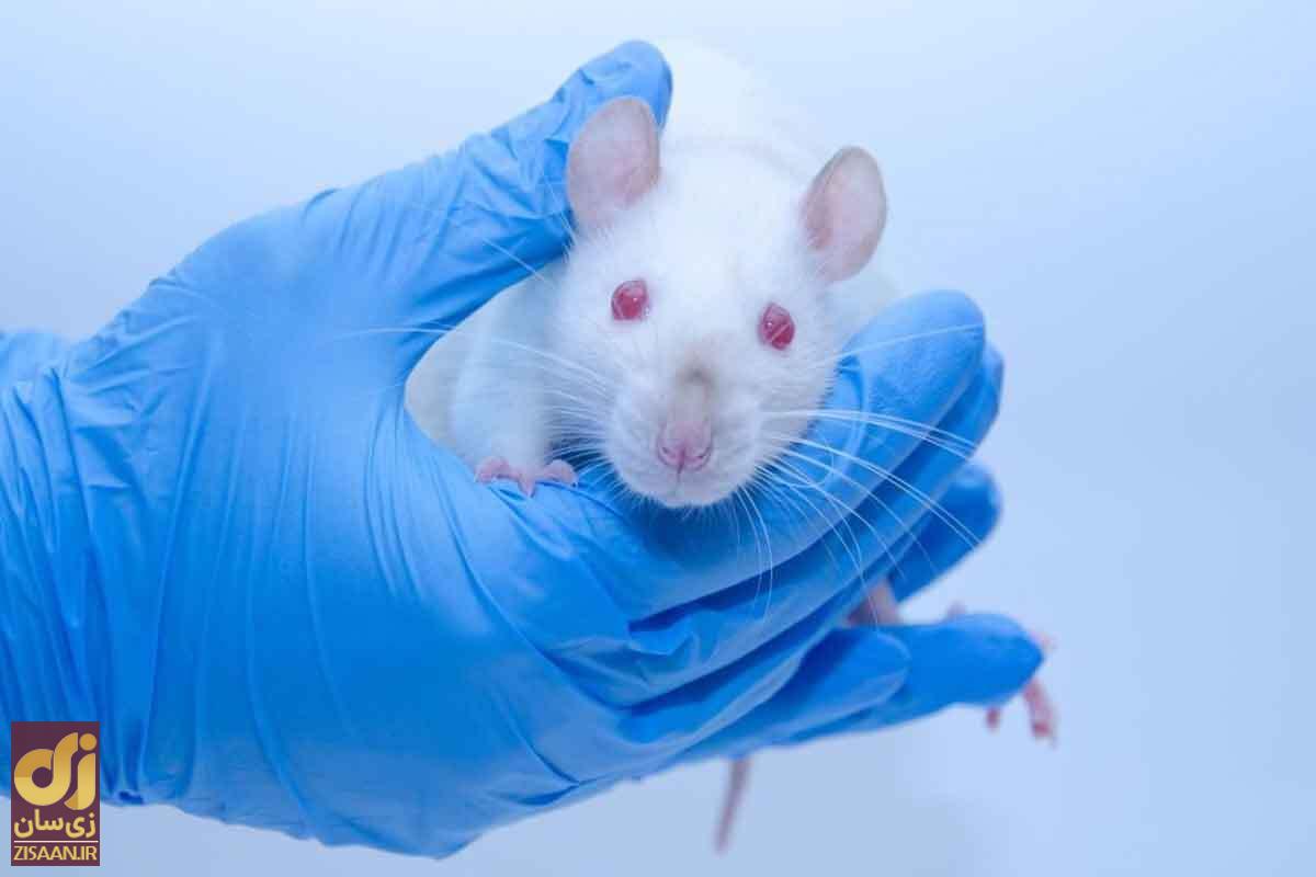 کشف اکسیر جوانی توسط دانشمندان | «سن و سال» بی‌معنا می‌شود؟