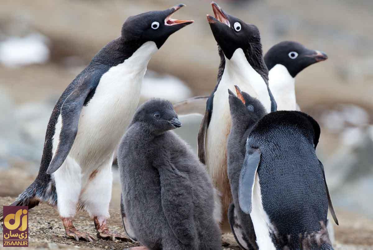 فساد حیرتانگیز در جامعه پنگوئنها؛ از تجاوز گروهی تا فاحشگی! پنگوئنهای آدلی