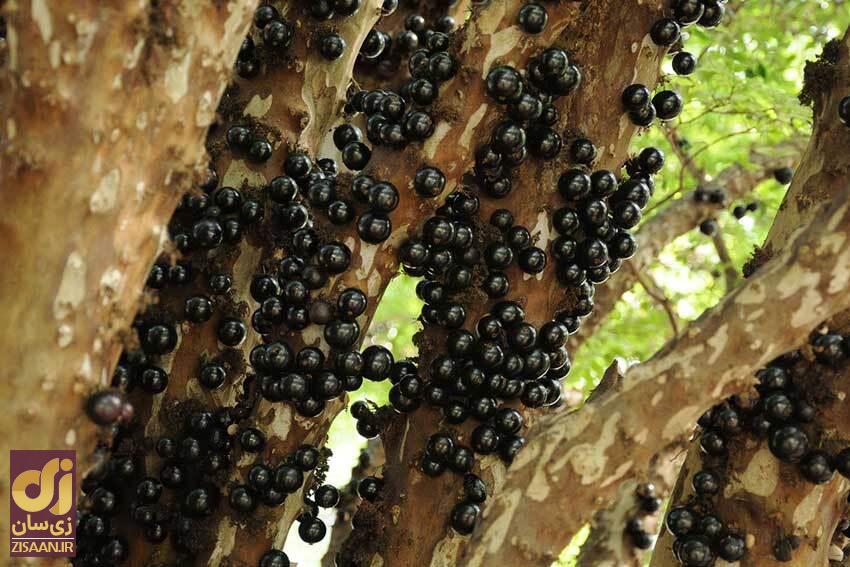 میوه های عجیب ۸ میوه عجیب و غیر معمول دنیا + عکس //