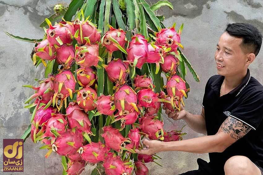 میوه اژدها ۸ میوه عجیب و غیر معمول دنیا + عکس //