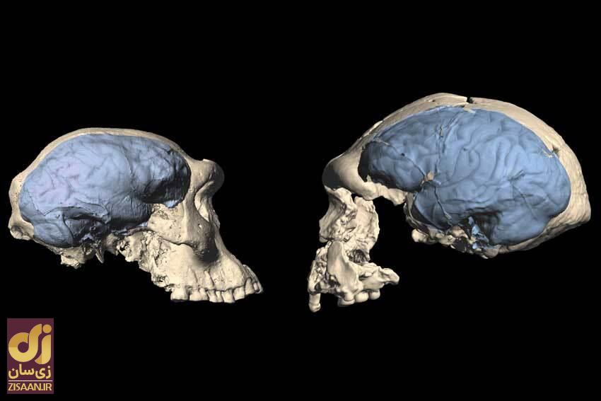 چه شد که مغز و هیکل انسان امروزی انقدر کوچک شد؟! //