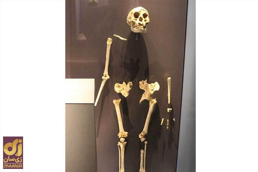 چه شد که مغز و هیکل انسان امروزی انقدر کوچک شد؟! //