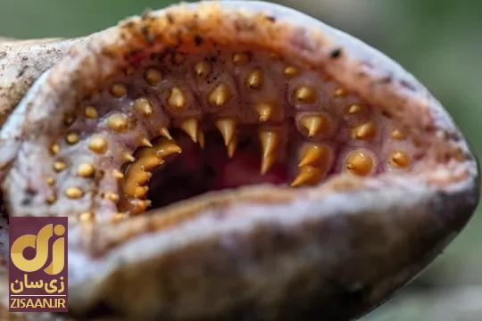 دهان ماهی مکنده