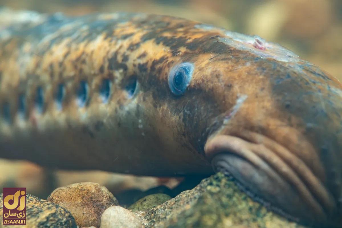 لامپری دریایی