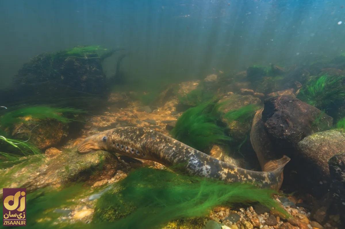 ماهی مکنده در لانه