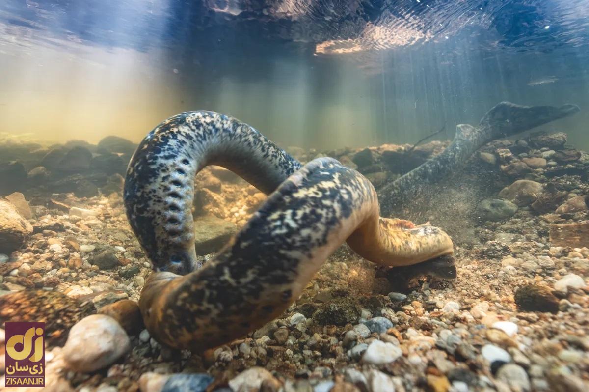 لامپری دریایی در حال جفت گیری