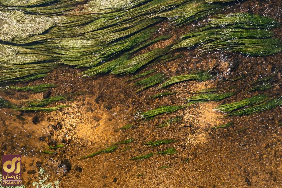 محل زندگی لامپری دریایی