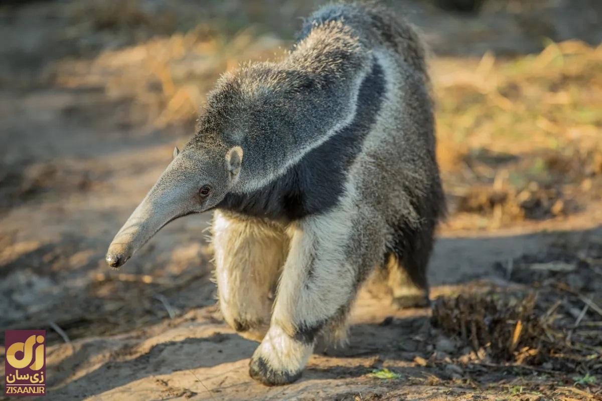 مورچه خوار غول پیکر پس از ۱۰۰ سال