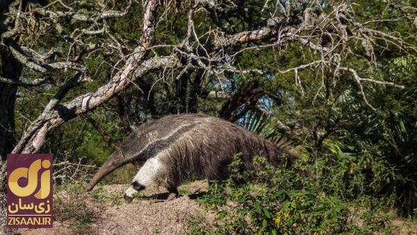 مورچه خوار غول پیکر