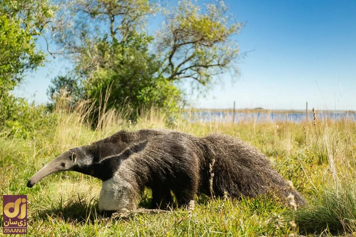 مورچه خوار غول پیکر با پوزه غیرمعمول