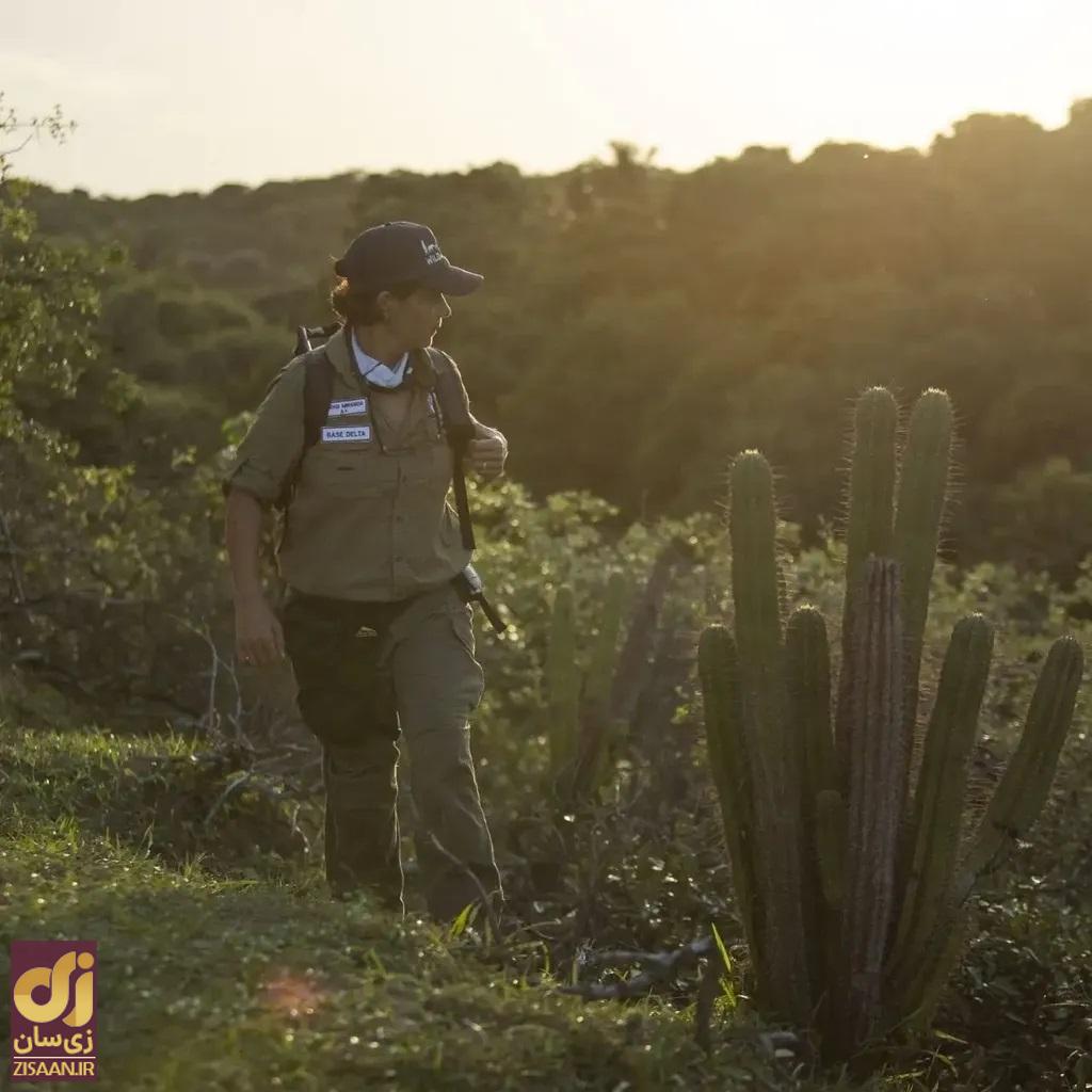 مشاهده باورنکردنی یک مورچه خوار غول پیکر