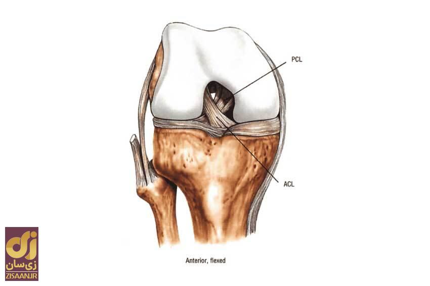 ۵ چیز دیوانه‌کننده‌ای که علم به تازگی درباره بدن انسان کشف کرده است!