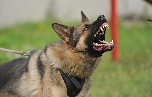 (تصاویر) از یک متری این سگ‌ها رد نشوید؛ تهاجمی‌ترین نژاد سگ‌ها را بشناسید!