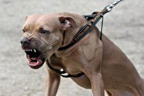 (تصاویر) از یک متری این سگ‌ها رد نشوید؛ تهاجمی‌ترین نژاد سگ‌ها را بشناسید!