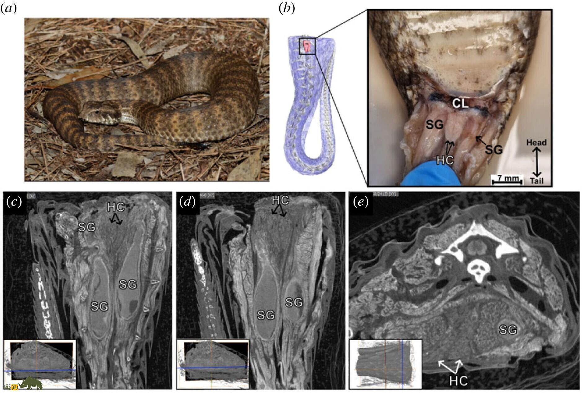 (عکس) آلت تناسلی مارهای ماده سرانجام کشف شد! (عکس) آلت تناسلی مارهای ماده سرانجام کشف شد!