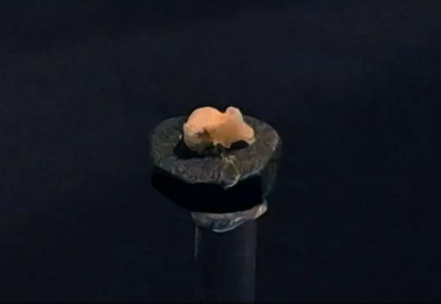 (عکس) کشف قدیمی‌ترین بقایای انسانی در ایران/ دندان ۱۷۵ هزار ساله