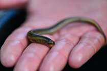 (تصاویر) ماهی عجیبی که شبیه موجودات فضایی است!