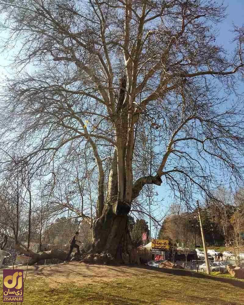 درخت رحمت یا درخت شیرین و فرهاد در کرمانشاه
