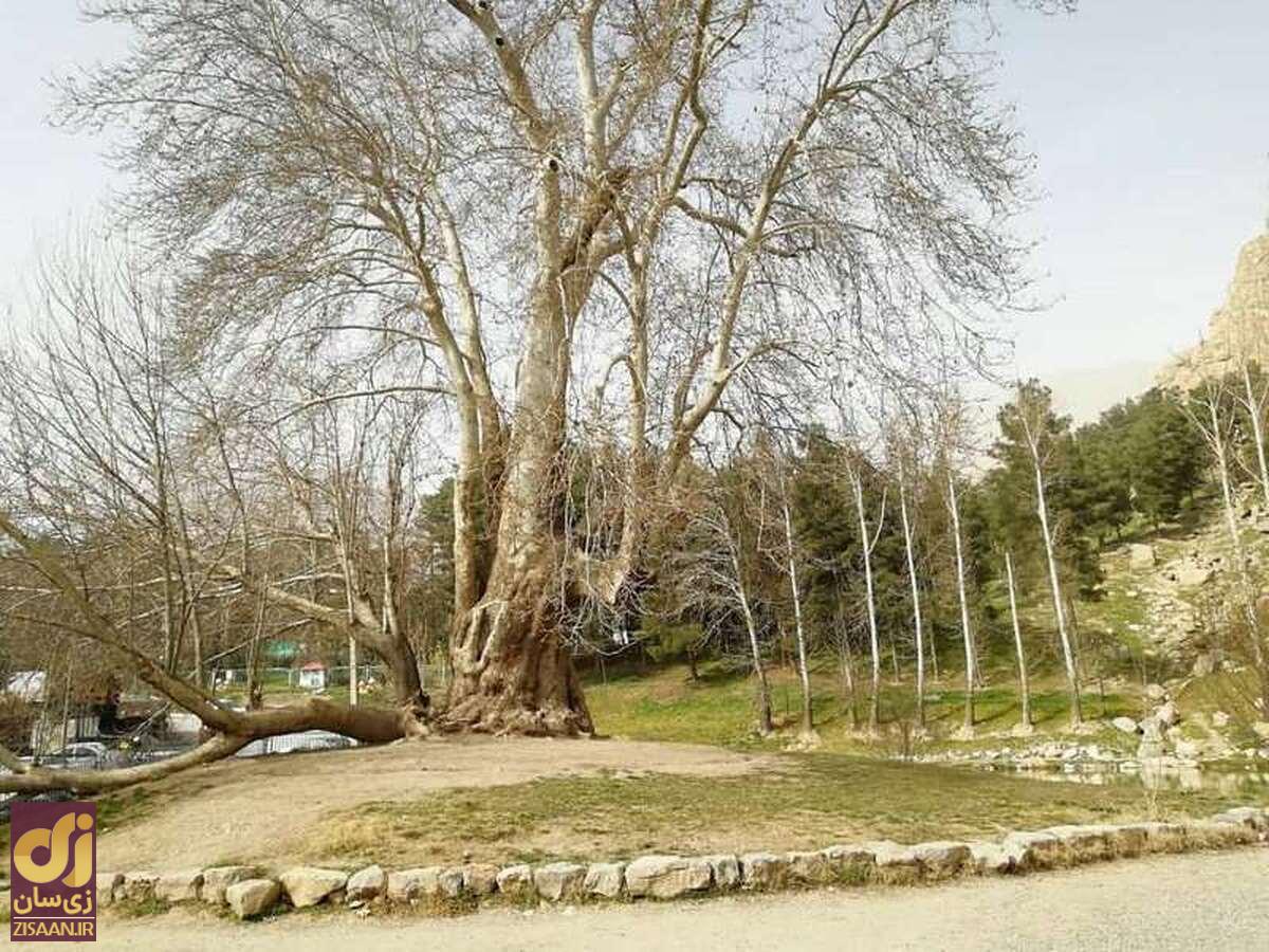 درخت رحمت یا درخت شیرین و فرهاد