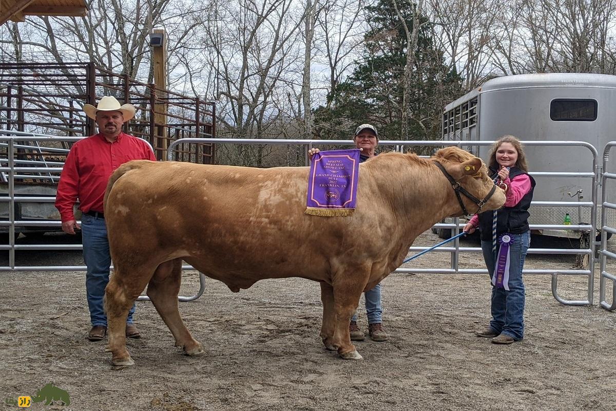 بیفالو؛ پستاندار عجیب و غول‌پیکری که حاصل جفت‌گیری اجباری گاو نر اهلی و بوفالو است!