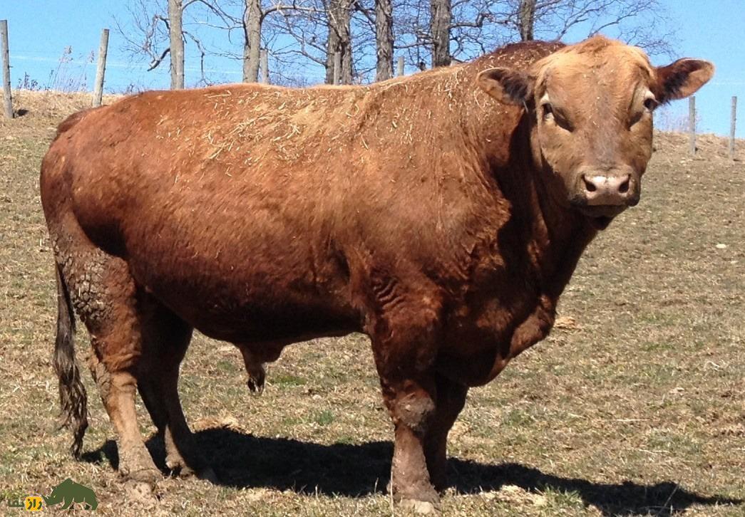 بیفالو؛ پستاندار عجیب و غول‌پیکری که حاصل جفت‌گیری اجباری گاو نر اهلی و بوفالو است!