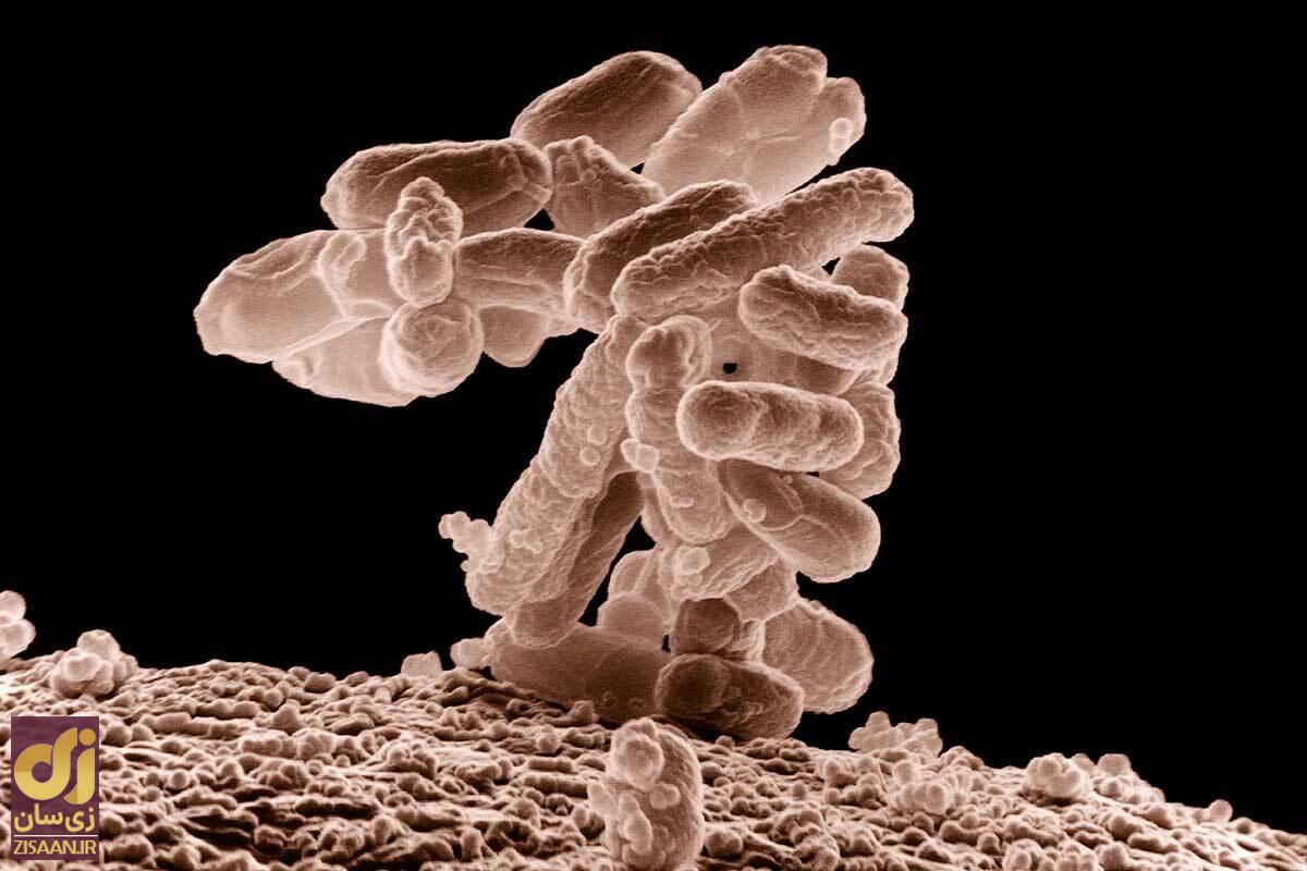 «مدفوع» میتواند جان انسانها را نجات دهد «مدفوع» میتواند جان انسانها را نجات دهد