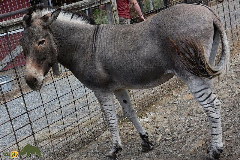 (تصاویر) زونکی؛ حیوان عقیمی که محصول جفت‌گیری گورخر و الاغ است