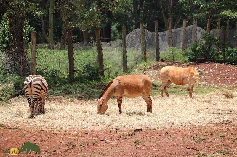 (تصاویر) زونکی؛ حیوان عقیمی که محصول جفت‌گیری گورخر و الاغ است