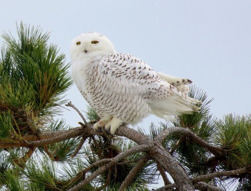 همه چیز درباره جغد برفی +(تصاویر)