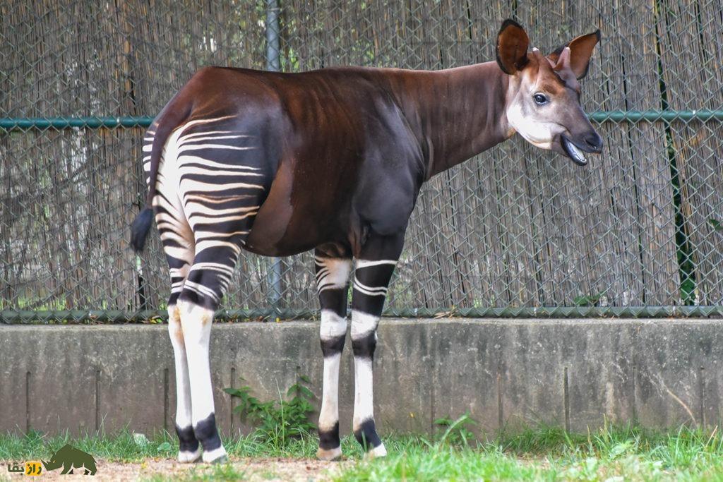 (تصاویر) اوکاپی؛ آیا این حیوان عجیب حاصل جفت‌گیری زرافه و گورخر است؟!