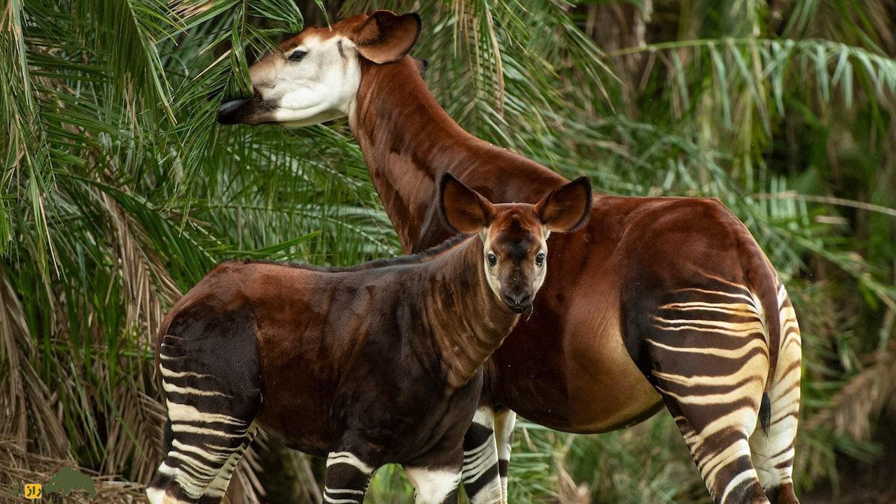 (تصاویر) اوکاپی؛ آیا این حیوان عجیب حاصل جفت‌گیری زرافه و گورخر است؟!