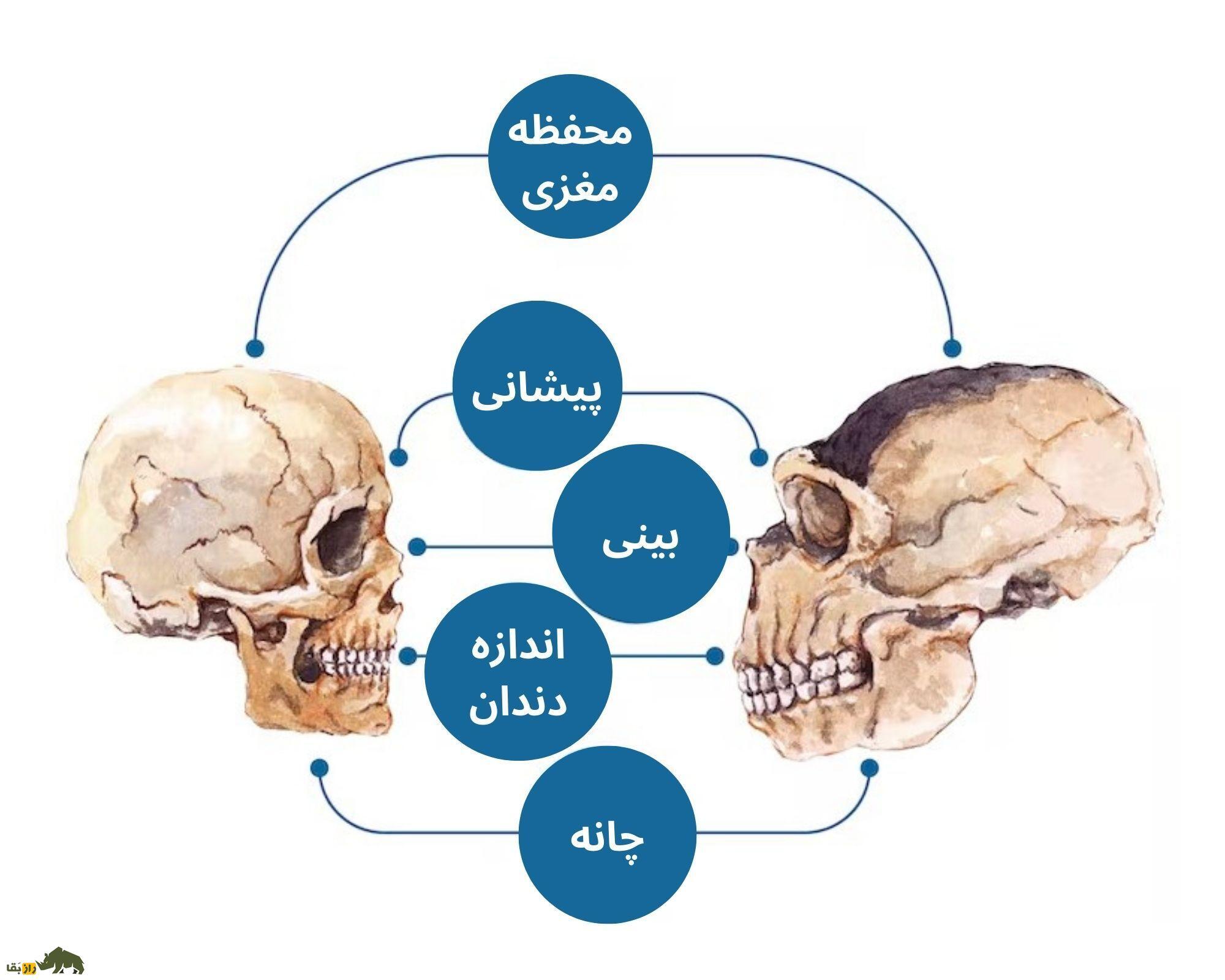 اگر نئاندرتال‌ها منقرض نمی‌شدند، جهانِ امروز چه شکلی بود؟