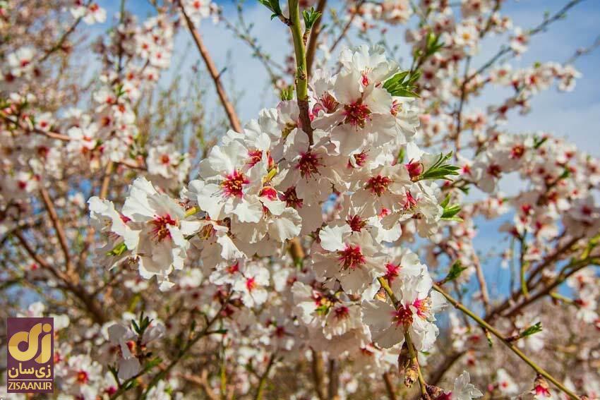 زیباترین اشعار درباره بهار و نوروز از شاعران بزرگ ایرانی