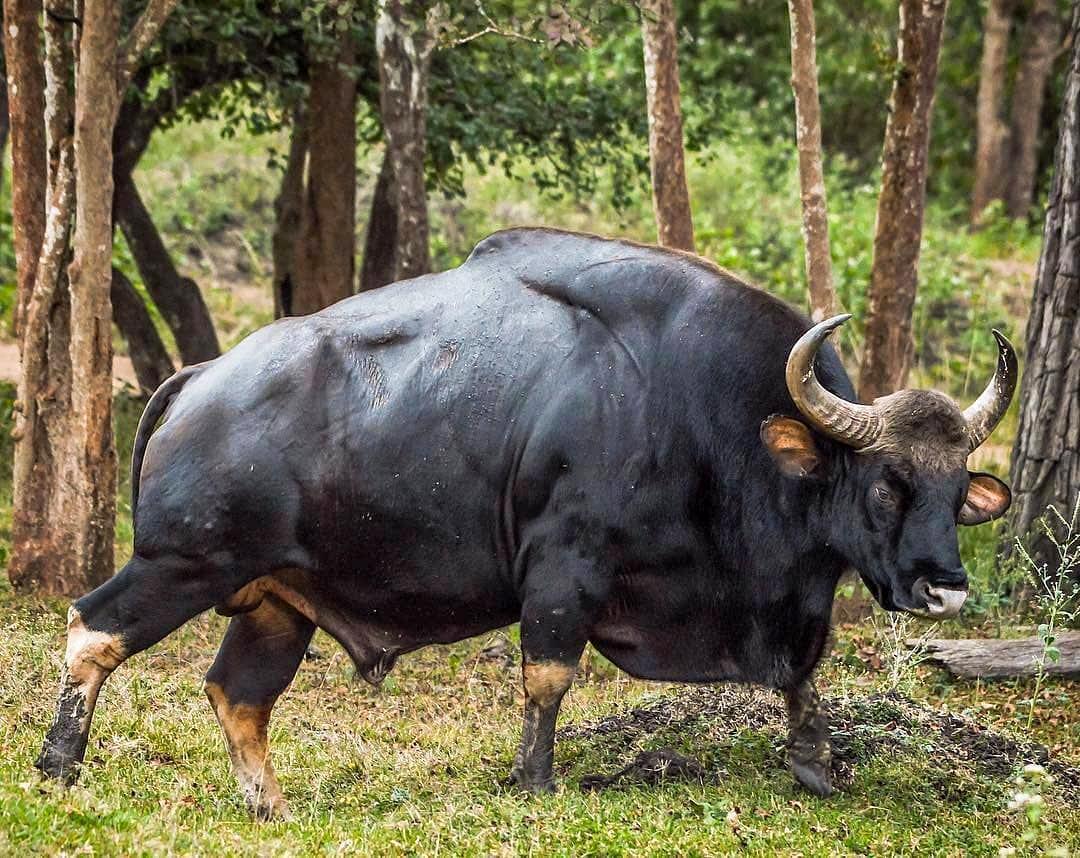 (تصاویر) گاور؛ حیوانی که با بدن و هیکل خود بیننده را متعجب می کند!