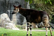 (تصاویر) اوکاپی؛ آیا این حیوان عجیب حاصل جفت‌گیری اجباری زرافه و گورخر است؟!