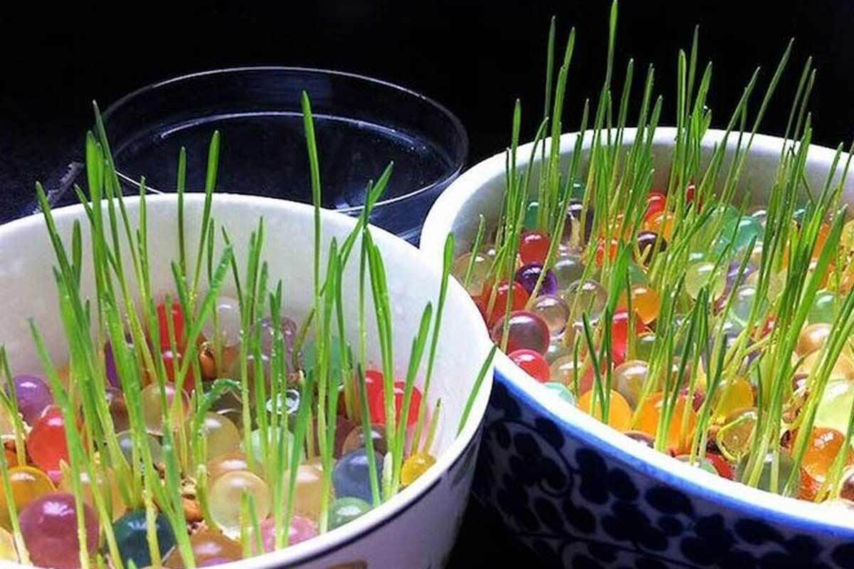 چطور سبزه عید را سریع در فرصت باقی‌مانده رشد دهیم؟