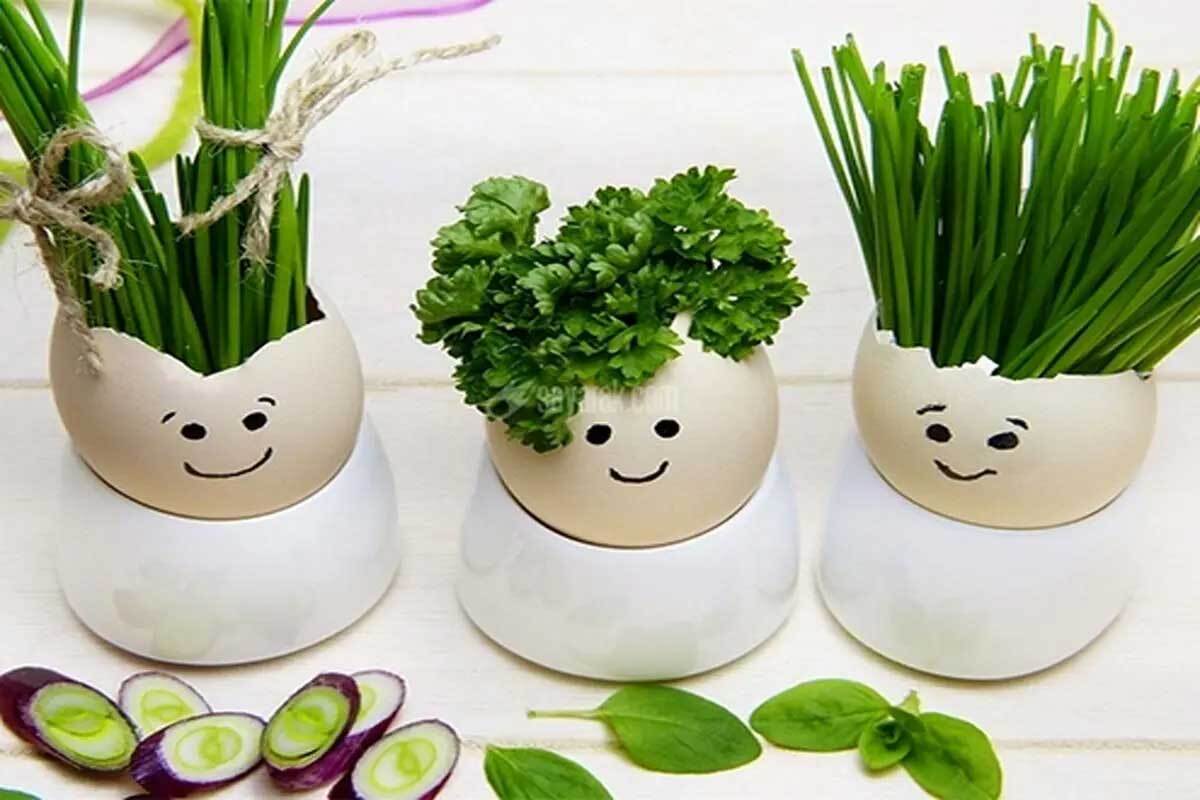 چطور سبزه عید را سریع در فرصت باقی‌مانده رشد دهیم؟