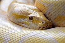 آلت تناسلی مار‌های ماده سرانجام کشف شد