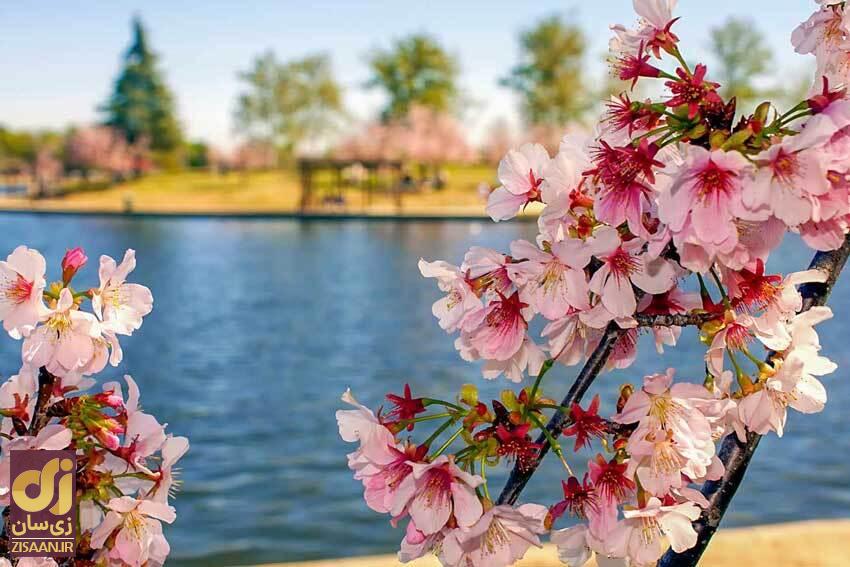 پیام تبریک نوروز ۱۴۰۳ با شعر بزرگترین شاعران / نوروز بمانید که ایام شمایید...