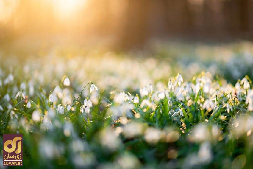 پیام تبریک نوروز ۱۴۰۳ با شعر بزرگترین شاعران / نوروز بمانید که ایام شمایید...