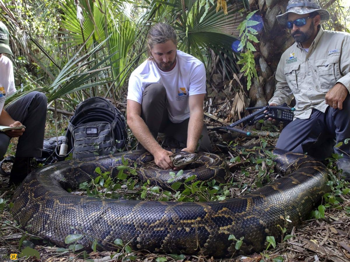 توصیه عجیب دانشمندان؛ به این دلیل مهم گوشت مار پیتون بخورید!