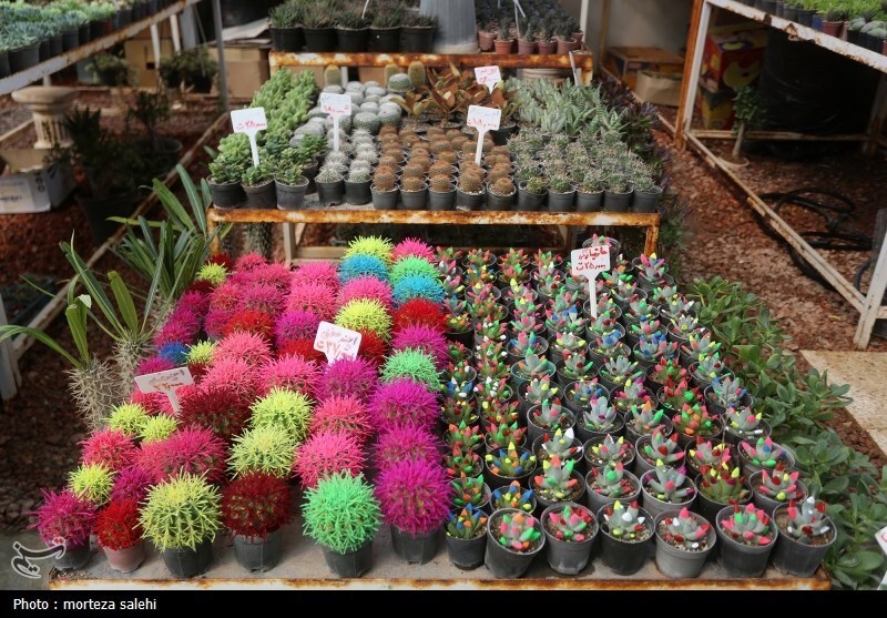 (تصاویر) بازار گل و گیاه اصفهان در آستانه نوروز