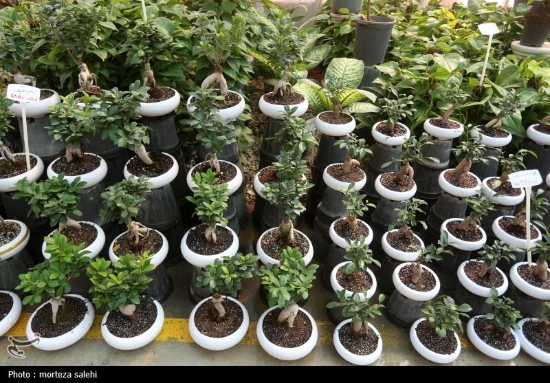 (تصاویر) بازار گل و گیاه اصفهان در آستانه نوروز