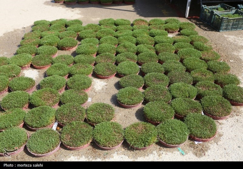 (تصاویر) بازار گل و گیاه اصفهان در آستانه نوروز