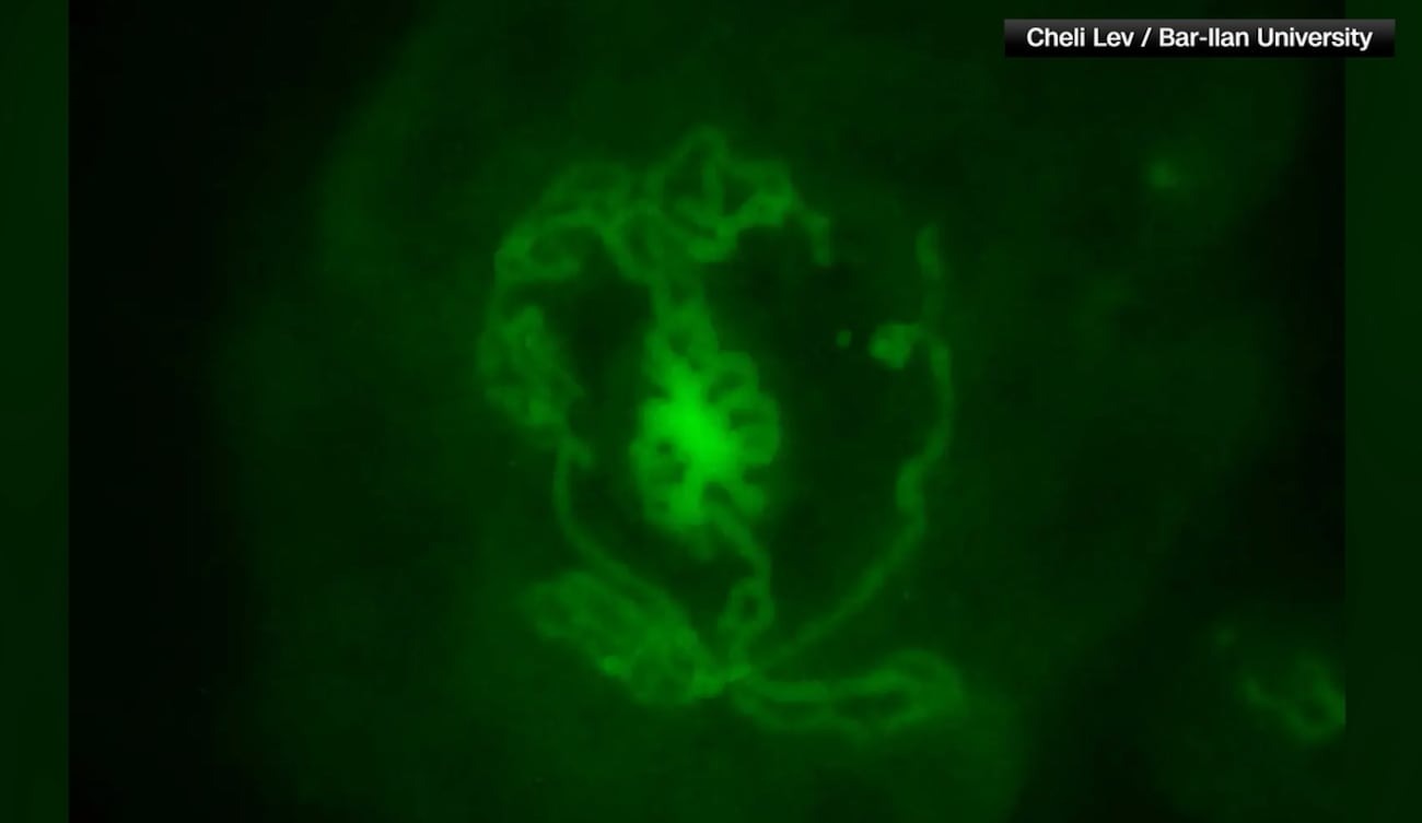 اولین بیضه مصنوعی جهان ساخته شد