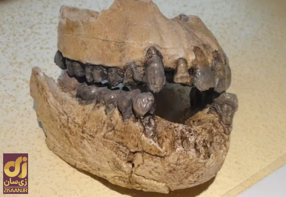 چرا مردم دندان عقل دارند؟