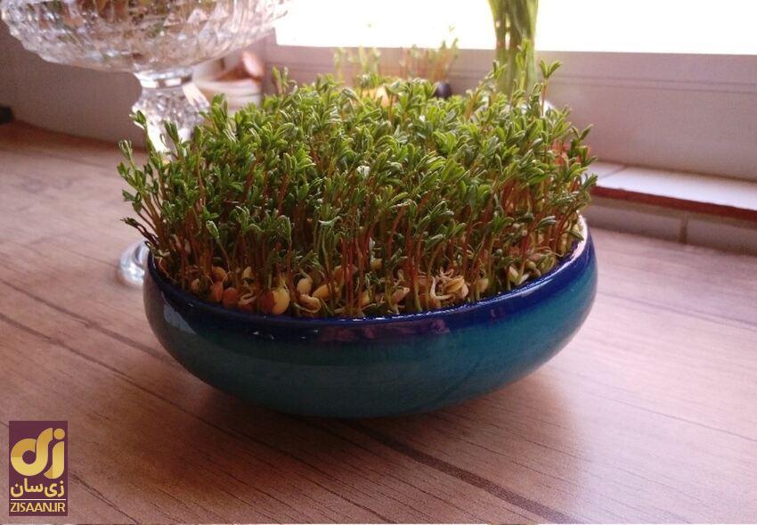 آموزش کاشت سبزه عدس برای عید؛ سبزه سنتی و زیبای سفره هفت‌سین